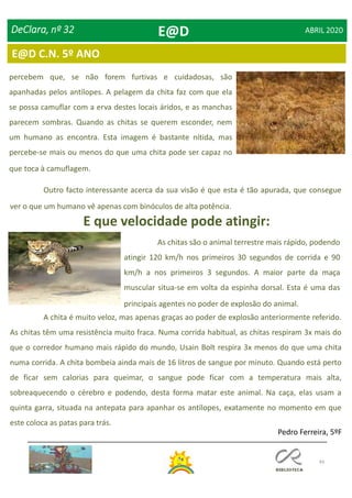 44
E@D C.N. 5º ANO
DeClara, nº 32 ABRIL 2020
E que velocidade pode atingir:
As chitas são o animal terrestre mais rápido, podendo
atingir 120 km/h nos primeiros 30 segundos de corrida e 90
km/h a nos primeiros 3 segundos. A maior parte da maça
muscular situa-se em volta da espinha dorsal. Esta é uma das
principais agentes no poder de explosão do animal.
Outro facto interessante acerca da sua visão é que esta é tão apurada, que consegue
ver o que um humano vê apenas com binóculos de alta potência.
percebem que, se não forem furtivas e cuidadosas, são
apanhadas pelos antílopes. A pelagem da chita faz com que ela
se possa camuflar com a erva destes locais áridos, e as manchas
parecem sombras. Quando as chitas se querem esconder, nem
um humano as encontra. Esta imagem é bastante nítida, mas
percebe-se mais ou menos do que uma chita pode ser capaz no
que toca à camuflagem.
A chita é muito veloz, mas apenas graças ao poder de explosão anteriormente referido.
As chitas têm uma resistência muito fraca. Numa corrida habitual, as chitas respiram 3x mais do
que o corredor humano mais rápido do mundo, Usain Bolt respira 3x menos do que uma chita
numa corrida. A chita bombeia ainda mais de 16 litros de sangue por minuto. Quando está perto
de ficar sem calorias para queimar, o sangue pode ficar com a temperatura mais alta,
sobreaquecendo o cérebro e podendo, desta forma matar este animal. Na caça, elas usam a
quinta garra, situada na antepata para apanhar os antílopes, exatamente no momento em que
este coloca as patas para trás.
Pedro Ferreira, 5ºF
E@D
 