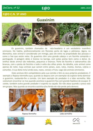 45
E@D C.N. 5º ANO
DeClara, nº 32 ABRIL 2020
Guaxinim
Os guaxinins, também chamados de rato-lavadeiro é um verdadeiro mamífero
omnívoro. Ele habita, preferencialmente em florestas perto de lagos e pântanos. Agora, na
Alemanha, este animal é considerado um inimigo, pois ele entra na propriedade das pessoas e
come o lixo que existe nelas. Os guaxinins têm uma grande cabeça e um focinho comprido e
pontiagudo. A pelagem deles é branca na barriga, com patas pretas bem como o dorso. As
orelhas deste animal são redondas, pequenas e brancas. Parte do focinho e sobrancelhas são
brancas, com a ponta do focinho e tudo à volta dos olhos preto. Ao detalhe, este animal come
apenas de noite. Caça animais que variam entre peixes, aves, ratos, insetos, lesmas, cobras e
camarões. A sua dieta incluí ainda ovos, nozes, cereais e fruta. Logo são animais omnívoros.
Estes animais têm competidores pela sua comida e têm os seus próprios predadores. É
exemplo a Raposa-Vermelha que, quando se depara com um exemplar da espécie tenta dominar
o guaxinim, roubando-lhe a comida. Um bom exemplo de predador é o lobo vermelho. Não
costumam encontrar-se mas quando acontece o guaxinim fica sem grande hipótese de escapar. O
coiote, também outro grande predador é esperto na caçada. Ele não ataca quando a presa está
em grupos. Mas quando se encontra sozinha e/ou ferida ele não perde pela demora.
Raposa Vermelha Lobo vermelho
E@D
 