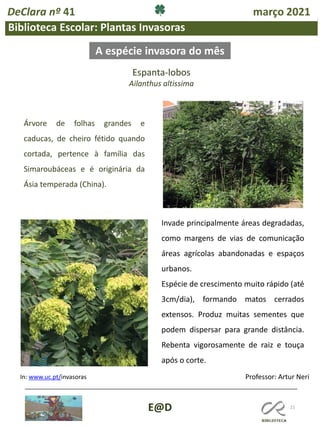 21
Professor: Artur Neri
A espécie invasora do mês
In: www.uc.pt/invasoras
E@D
Biblioteca Escolar: Plantas Invasoras
Espanta-lobos
Ailanthus altissima
Invade principalmente áreas degradadas,
como margens de vias de comunicação
áreas agrícolas abandonadas e espaços
urbanos.
Espécie de crescimento muito rápido (até
3cm/dia), formando matos cerrados
extensos. Produz muitas sementes que
podem dispersar para grande distância.
Rebenta vigorosamente de raiz e touça
após o corte.
Árvore de folhas grandes e
caducas, de cheiro fétido quando
cortada, pertence à família das
Simaroubáceas e é originária da
Ásia temperada (China).
DeClara nº 41 março 2021
 