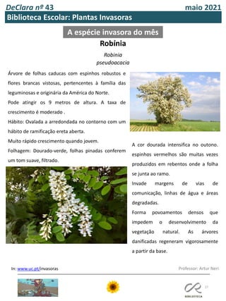 DeClara nº 43 maio 2021
27
Professor: Artur Neri
A espécie invasora do mês
In: www.uc.pt/invasoras
Biblioteca Escolar: Plantas Invasoras
Robínia
Robinia
pseudoacacia
Árvore de folhas caducas com espinhos robustos e
flores brancas vistosas, pertencentes à família das
leguminosas e originária da América do Norte.
Pode atingir os 9 metros de altura. A taxa de
crescimento é moderado .
Hábito: Ovalada a arredondada no contorno com um
hábito de ramificação ereta aberta.
Muito rápido crescimento quando jovem.
Folhagem: Dourado-verde, folhas pinadas conferem
um tom suave, filtrado.
A cor dourada intensifica no outono.
espinhos vermelhos são muitas vezes
produzidos em rebentos onde a folha
se junta ao ramo.
Invade margens de vias de
comunicação, linhas de água e áreas
degradadas.
Forma povoamentos densos que
impedem o desenvolvimento da
vegetação natural. As árvores
danificadas regeneram vigorosamente
a partir da base.
 