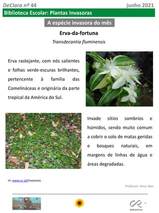 20
Professor: Artur Neri
A espécie invasora do mês
In: www.uc.pt/invasoras
DeClara nº 44 junho 2021
Biblioteca Escolar: Plantas Invasoras
Erva-da-fortuna
Transdecantia fluminensis
Erva rastejante, com nós salientes
e folhas verde-escuras brilhantes,
pertencente à família das
Comelináceas e originária da parte
tropical da América do Sul.
Invade sítios sombrios e
húmidos, sendo muito comum
a cobrir o solo de matas geridas
e bosques naturais, em
margens de linhas de água e
áreas degradadas.
 