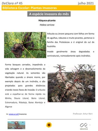 6
Professor: Artur Neri
A espécie invasora do mês
In: www.uc.pt/invasoras
DeClara nº 45 julho 2021
Biblioteca Escolar: Plantas Invasoras
Háquea-picante
Hakea sericea
Arbusto ou árvore pequena com folhas em forma
de agulhas, robustas e muito picantes, pertence à
família das Proteáceas e é original do sul da
Austrália.
Invade geralmente áreas degradadas e
seminaturais, nomeadamente após incêndios.
Forma bosques cerrados, impedindo a
vida selvagem e o desenvolvimento da
vegetação natural. As sementes são
libertadas quando a árvore morre, por
exemplo depois de um incêndio, e são
projetadas para grandes distâncias
criando novos focos de invasão. O arbusto
está a espalhar-se de forma rápida no
Minho, Douro Litoral, Beira Litoral,
Estremadura, Ribatejo, Baixo Alentejo e
Algarve
 