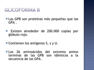Las GPB son proteínas más pequeñas que las GPA . Existen alrededor de 200.000 copias por glóbulo rojo. Contienen los antígenos S, s y U.  Los 26 aminoácidos del extremo amino terminal de las GPB son idénticos a la secuencia de las GPA. 