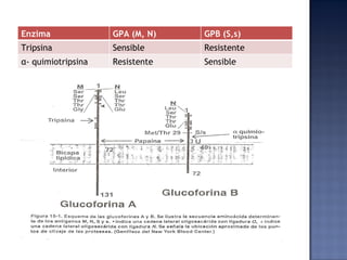 Enzima GPA (M, N) GPB (S,s) Tripsina  Sensible Resistente α - quimiotripsina  Resistente Sensible 