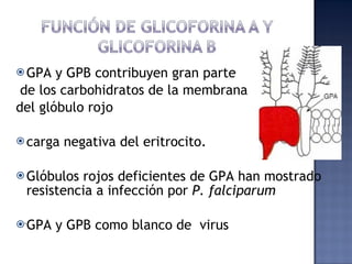 GPA y GPB contribuyen gran parte  de los carbohidratos de la membrana  del glóbulo rojo carga negativa del eritrocito. Glóbulos rojos deficientes de GPA han mostrado resistencia a infección por  P. falciparum GPA y GPB como blanco de  virus . 