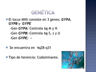 El locus MNS consiste en 3 genes;  GYPA ,  GYPB  y  GYPE -Gen  GYPA:  Controla Ag M y N - Gen   GYPB:  Controla Ag S, s y U -Gen   GYPE:  - Se encuentra en  4q28-q31 Tipo de herencia: Codominante. 