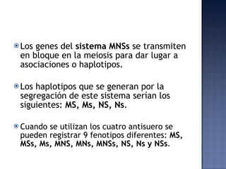 Los genes del  sistema MNSs  se transmiten en bloque en la meiosis para dar lugar a asociaciones o haplotipos. Los haplotipos que se generan por la segregación de este sistema serían los siguientes:  MS, Ms, NS, Ns . Cuando se utilizan los cuatro antisuero se pueden registrar 9 fenotipos diferentes:  MS, MSs, Ms, MNS, MNs, MNSs, NS, Ns y NSs . 