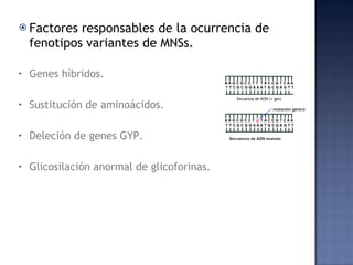 Factores responsables de la ocurrencia de fenotipos variantes de MNSs. Genes híbridos. Sustitución de aminoácidos. Deleción de genes GYP. Glicosilación anormal de glicoforinas. 