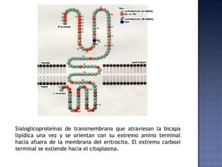 Sialoglicoproteínas de transmembrana que atraviesan la bicapa lipídica una vez y se orientan con su extremo amino terminal hacia afuera de la membrana del eritrocito. El extremo carboxi terminal se extiende hacia el citoplasma.  