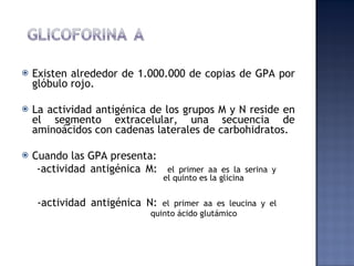 Existen alrededor de 1.000.000 de copias de GPA por glóbulo rojo.  La actividad antigénica de los grupos M y N reside en el segmento extracelular, una secuencia de aminoácidos con cadenas laterales de carbohidratos. Cuando las GPA presenta: -actividad antigénica M:  el primer aa es la serina y  el quinto es la glicina -actividad antigénica N:  el primer aa es leucina y el    quinto ácido glutámico   