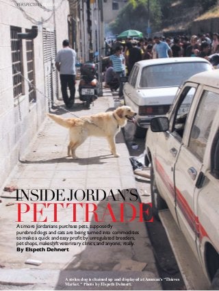 62 l i v i n g w e l l . j o
InsideJordan’s
PetTradeAs more Jordanians purchase pets,supposedly
purebred dogs and cats are being turned into commodities
to make a quick and easy profit by unregulated breeders,
pet shops,makeshift veterinary clinics,and anyone, really.
By Elspeth Dehnert
PERSPECTIVES FEATURE
A stolen dog is chained up and displayed atAmman’s "Thieves
Market." Photo by Elspeth Dehnert.
 