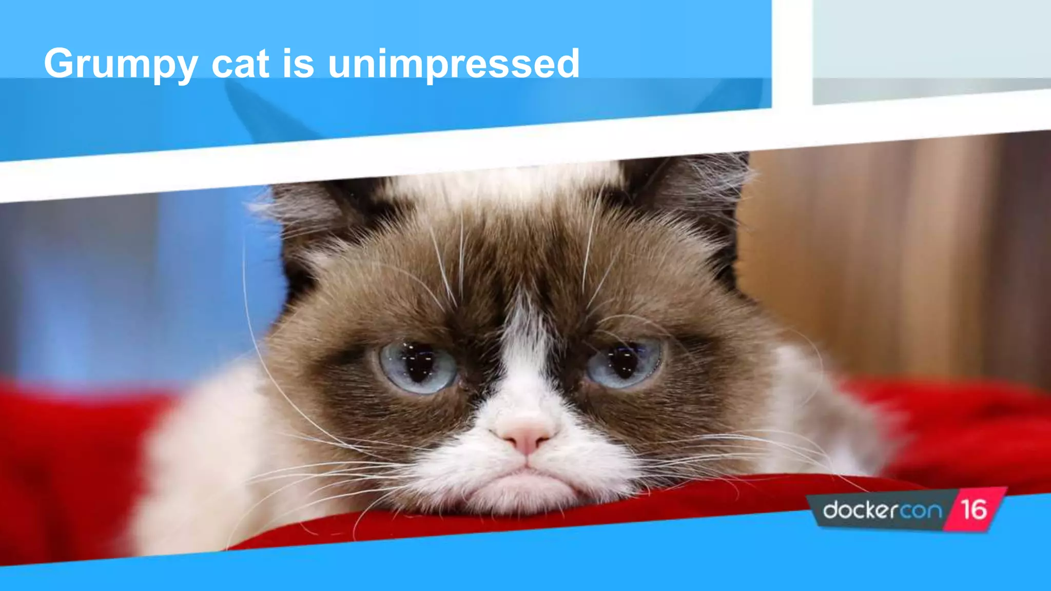 Grumpy cat is unimpressed
 