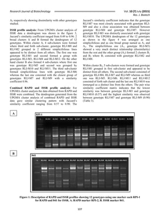 Research Journal of Biotechnology Vol. 10 (7) July (2015)
Res. J. Biotech
107
A
A2 respectively showing dissimilarity with other genotypes
studied.
ISSR profile analysis: From UPGMA cluster analysis of
ISSR data a dendrogram was shown in the figure 3,
Jaccard’s similarity coefficient ranged from 0.49 to 0.96. 2
broad clusters A and B formed the dendrogram of 12
genotypes. Within cluster A, 4 sub-clusters were formed
where third and forth sub-cluster, genotype RLJ-M8 and
RLJ-M2 grouped in 2 different simplicifolious lines
appeared to be distinct from all others. The first one was
genotype RLJ-M1 and second formed a group with
genotypes RLJ-M3, RLJ-M4 and RLJ-M12. On the other
hand cluster B also formed 4 sub-clusters where first one
was genotype RLJ-M5 and second was grouped by
genotypes RLJ-M10 and RLJ-M11. The third sub-cluster
formed simplicifolious lines with genotype RLJ-M6
whereas the last one consisted with the closest group of
genotypes RLJ-M7 and RLJ-M9 with a similarity
coefficient 0.96.
Combined RAPD and ISSR profile analysis: For
UPGMA cluster analysis the data obtained from RAPD and
ISSR were combined. The dendrogram generated from the
UPGMA cluster analysis of combined RAPD and ISSR
data gave similar clustering pattern with Jaccard’s
similarity coefficient ranging from 0.57 to 0.90. The
Jaccard’s similarity coefficient indicates that the genotype
RLJ-M7 was most closely associated with genotype RLJ-
M9 and also a close association was obtained between
genotype RLJ-M4 and genotype RLJ-M7. However
genotype RLJ-M3 was distinctly associated with genotype
RLJ-M10. The UPGMA dendrogram of the 12 genotypes
as shown in the figure 4 was arranged as one
simplicifolious and as one broad group named as A1 and
A2. The simplicifolious one (A1, genotype RLJ-M3)
showed a very much distinct relationship (dissimilarity)
from the rest and the other group (A2) formed 2 clusters B1
and B2 where B1 consisted with genotype RLJ-M2 and
RLJ-M8.
Within cluster B2, 5 sub-clusters were formed and genotype
RLJ-M1 grouped in first sub-cluster and appeared to be
distinct from all others. The second sub-cluster consisted of
genotype RLJ-M4, RLJ-M7 and RLJ-M9 whereas as third
one was RLJ-M5. RLJ-M6. RLJ-M11 and RLJ-M12
consisted of forth sub cluster and the last one RLJ-M10 was
immerged as a distinct line from the others. The pair wise
similarity coefficient matrix indicates that the lowest
similarity was between genotype RLJ-M3 and genotype
RLJ-M10 (0.57) and the highest similarity was observed
between genotype RLJ-M7 and genotype RLJ-M9 (0.90)
(Table 3).
Figure 1: Description of RAPD and ISSR profiles showing 12 genotypes using one marker each RPI-1
for RAPD and 841 for ISSR. A. RAPD marker RPI-2, B. ISSR marker 841.
B
 