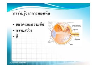 การรับรูจากการมองเห็น

‐ ขนาดและความลึก
‐ ความสวาง
‐ สี
 