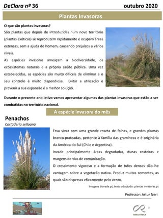 14
Professor: Artur Neri
DeClara nº 36 outubro 2020
Plantas Invasoras
O que são plantas invasoras?
São plantas que depois de introduzidas num novo território
(plantas exóticas) se reproduzem rapidamente e ocupam áreas
extensas, sem a ajuda do homem, causando prejuízos a vários
níveis.
As espécies invasoras ameaçam a biodiversidade, os
ecossistemas naturais e a própria saúde pública. Uma vez
estabelecidas, as espécies são muito difíceis de eliminar e o
seu controlo é muito dispendiosa. Evitar a utilização e
prevenir a sua expansão é a melhor solução.
Erva vivaz com uma grande roseta de folhas, e grandes plumas
branco-prateadas, pertence à família das gramíneas e é originária
da América do Sul (Chile e Argentina).
Invade principalmente áreas degradadas, dunas costeiras e
margens de vias de comunicação.
O crescimento vigoroso e a formação de tufos densos dão-lhe
vantagem sobre a vegetação nativa. Produz muitas sementes, as
quais são dispersas eficazmente pelo vento.
Imagens biorede.pt, texto adaptado: plantas invasoras.pt
Durante o presente ano letivo vamos apresentar algumas das plantas invasoras que estão a ser
combatidas no território nacional.
A espécie invasora do mês
Penachos
Cortaderia selloana
 