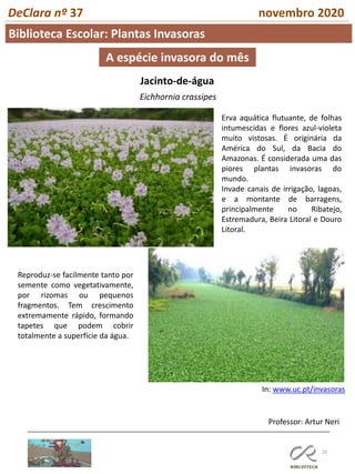 20
Biblioteca Escolar: Plantas Invasoras
Professor: Artur Neri
DeClara nº 37 novembro 2020
A espécie invasora do mês
Jacinto-de-água
Eichhornia crassipes
Erva aquática flutuante, de folhas
intumescidas e flores azul-violeta
muito vistosas. É originária da
América do Sul, da Bacia do
Amazonas. É considerada uma das
piores plantas invasoras do
mundo.
Invade canais de irrigação, lagoas,
e a montante de barragens,
principalmente no Ribatejo,
Estremadura, Beira Litoral e Douro
Litoral.
Reproduz-se facilmente tanto por
semente como vegetativamente,
por rizomas ou pequenos
fragmentos. Tem crescimento
extremamente rápido, formando
tapetes que podem cobrir
totalmente a superfície da água.
In: www.uc.pt/invasoras
 
