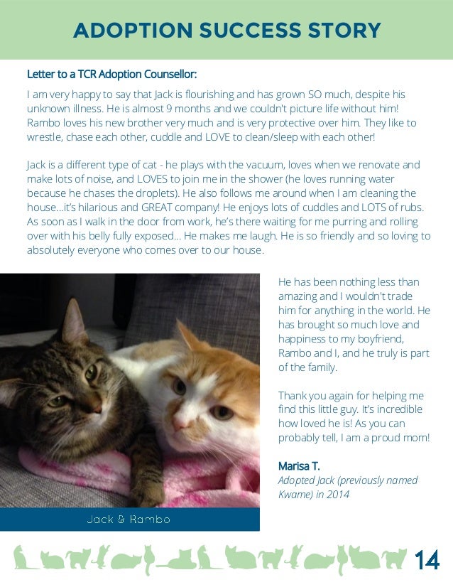 Toronto Cat Adoption Event Toronto Cat Adoption Event