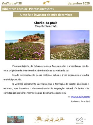 106
Biblioteca Escolar: Plantas Invasoras
Professor: Artur Neri
DeClara nº 38 dezembro 2020
A espécie invasora do mês dezembro
Chorão-da-praia
Carpobrotus edulis
Planta rastejante, de folhas carnudas e flores grandes e amarelas ou cor-de-
rosa. Originária da área com clima Mediterrânico da Africa do Sul.
Invade principalmente dunas costeiras, cabos e áreas adjacentes a taludes
onde foi plantada.
O vigoroso crescimento vegetativo leva à formação de tapetes contínuos e
extensos, que impedem o desenvolvimento da vegetação natural. Os frutos são
comidos por pequenos mamíferos que dispersam as sementes.
In: www.uc.pt/invasoras
 
