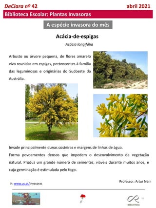 10
Professor: Artur Neri
A espécie invasora do mês
In: www.uc.pt/invasoras
DeClara nº 42 abril 2021
Biblioteca Escolar: Plantas Invasoras
Acácia-de-espigas
Acácia longifólia
Arbusto ou árvore pequena, de flores amarelo
vivo reunidas em espigas, pertencentes à família
das leguminosas e originárias do Sudoeste da
Austrália.
Invade principalmente dunas costeiras e margens de linhas de água.
Forma povoamentos densos que impedem o desenvolvimento da vegetação
natural. Produz um grande número de sementes, viáveis durante muitos anos, e
cuja germinação é estimulada pelo fogo.
 
