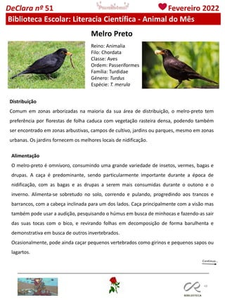 48
DeClara nº 51 Fevereiro 2022
Biblioteca Escolar: Literacia Científica - Animal do Mês
Melro Preto
Distribuição
Comum em zonas arborizadas na maioria da sua área de distribuição, o melro-preto tem
preferência por florestas de folha caduca com vegetação rasteira densa, podendo também
ser encontrado em zonas arbustivas, campos de cultivo, jardins ou parques, mesmo em zonas
urbanas. Os jardins fornecem os melhores locais de nidificação.
Reino: Animalia
Filo: Chordata
Classe: Aves
Ordem: Passeriformes
Família: Turdidae
Género: Turdus
Espécie: T. merula
Alimentação
O melro-preto é omnívoro, consumindo uma grande variedade de insetos, vermes, bagas e
drupas. A caça é predominante, sendo particularmente importante durante a época de
nidificação, com as bagas e as drupas a serem mais consumidas durante o outono e o
inverno. Alimenta-se sobretudo no solo, correndo e pulando, progredindo aos trancos e
barrancos, com a cabeça inclinada para um dos lados. Caça principalmente com a visão mas
também pode usar a audição, pesquisando o húmus em busca de minhocas e fazendo-as sair
das suas tocas com o bico, e revirando folhas em decomposição de forma barulhenta e
demonstrativa em busca de outros invertebrados.
Ocasionalmente, pode ainda caçar pequenos vertebrados como girinos e pequenos sapos ou
lagartos.
 