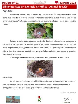 49
Professor Artur Neri
DeClara nº 51 Fevereiro 2022
Biblioteca Escolar: Literacia Científica - Animal do Mês
Reprodução
Acasalam em março abril, o melro-preto macho atrai a fêmea com uma exibição de
corte, que consiste de corridas oblíquas combinadas com vénias, o bico aberto e uma canção
grave "estrangulada". A fêmea permanece imóvel até levantar a cabeça e a cauda para permitir a
cópula.
Embora o macho possa ajudar na construção do ninho, principalmente no transporte
de materiais de construção, é a fêmea que constrói sozinha um ninho em forma de taça com
ervas ou pequenos galhos, geralmente forrado com lama. Cada postura possui habitualmente
três a cinco (normalmente quatro) ovos verde-azulados salpicados com pequenas manchas
vermelho-acastanhadas.
A incubação é feita unicamente pela fêmea e dura geralmente de 12 a 14 dias.
Predadores
O melro-preto é muito vulnerável à predação, visto que passa muito do seu tempo no
solo em busca de alimento e patrulhando o seu território. Junto a habitações humanas o
principal predador desta espécie é o gato doméstico (Felis silvestris catus).
 