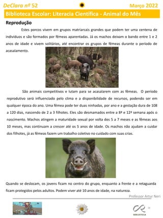 38
DeClara nº 52 Março 2022
Biblioteca Escolar: Literacia Científica - Animal do Mês
Professor Artur Neri
Reprodução
Estes porcos vivem em grupos matriarcais grandes que podem ter uma centena de
indivíduos e são formados por fêmeas aparentadas. Já os machos deixam o bando entre 1 e 2
anos de idade e vivem solitários, até encontrar os grupos de fêmeas durante o período de
acasalamento.
São animais competitivos e lutam para se acasalarem com as fêmeas. O período
reprodutivo será influenciado pelo clima e a disponibilidade de recursos, podendo ser em
qualquer época do ano. Uma fêmea pode ter duas ninhadas, por ano e a gestação dura de 108
a 120 dias, nascendo de 2 a 3 filhotes. Eles são desmamados entre a 8ª e 12ª semana após o
nascimento. Machos atingem a maturidade sexual por volta dos 5 a 7 meses e as fêmeas aos
10 meses, mas continuam a crescer até os 5 anos de idade. Os machos não ajudam a cuidar
dos filhotes, já as fêmeas fazem um trabalho coletivo no cuidado com suas crias.
Quando se deslocam, os jovens ficam no centro do grupo, enquanto a frente e a retaguarda
ficam protegidos pelos adultos. Podem viver até 10 anos de idade, na natureza.
 