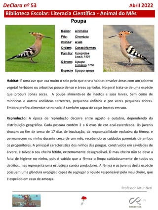 25
Biblioteca Escolar: Literacia Científica - Animal do Mês
Professor Artur Neri
Poupa
Habitat: É uma ave que usa muito o solo pelo que o seu habitat envolve áreas com um coberto
vegetal herbáceo ou arbustivo pouco denso e áreas agrícolas. No geral trata-se de uma espécie
que procura zonas secas. A poupa alimenta-se de insetos e suas larvas, bem como de
minhocas e outros anelídeos terrestres, pequenos anfíbios e por vezes pequenas cobras.
Embora prefira alimentar-se no solo, é também capaz de caçar insetos em voo.
Reprodução: A época de reprodução decorre entre agosto e outubro, dependendo da
distribuição geográfica. Cada postura contém 2 a 6 ovos de cor azul-esverdeada. Os juvenis
chocam ao fim de cerca de 17 dias de incubação, da responsabilidade exclusiva da fêmea, e
permanecem no ninho durante cerca de um mês, recebendo os cuidados parentais de ambos
os progenitores. A principal característica dos ninhos das poupas, construídos em cavidades de
árvore, é talvez o seu cheiro fétido, extremamente desagradável. O mau cheiro não se deve a
falta de higiene no ninho, pois é sabido que a fêmea o limpa cuidadosamente de todos os
detritos, mas representa uma estratégia contra predadores. A fêmea e os juvenis desta espécie
possuem uma glândula uropigial, capaz de segregar o líquido responsável pelo mau cheiro, que
é expelido em caso de ameaça.
DeClara nº 53 Abril 2022
 