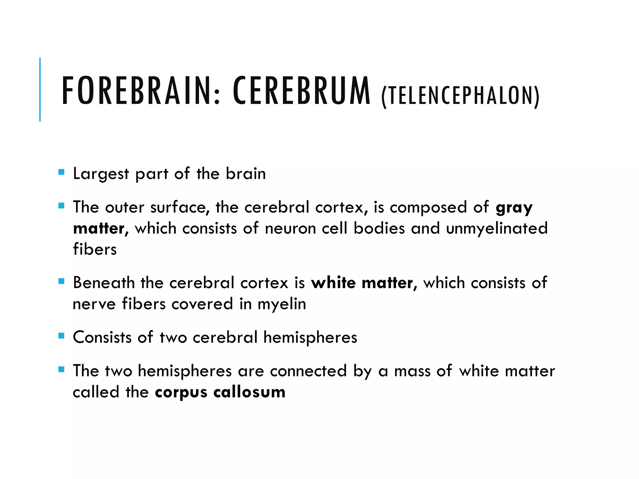 FOREBRAIN: CEREBRUM (TELENCEPHALON)
 Largest part of the brain
 The outer surface, the cerebral cortex, is composed of gray
matter, which consists of neuron cell bodies and unmyelinated
fibers
 Beneath the cerebral cortex is white matter, which consists of
nerve fibers covered in myelin
 Consists of two cerebral hemispheres
 The two hemispheres are connected by a mass of white matter
called the corpus callosum
 