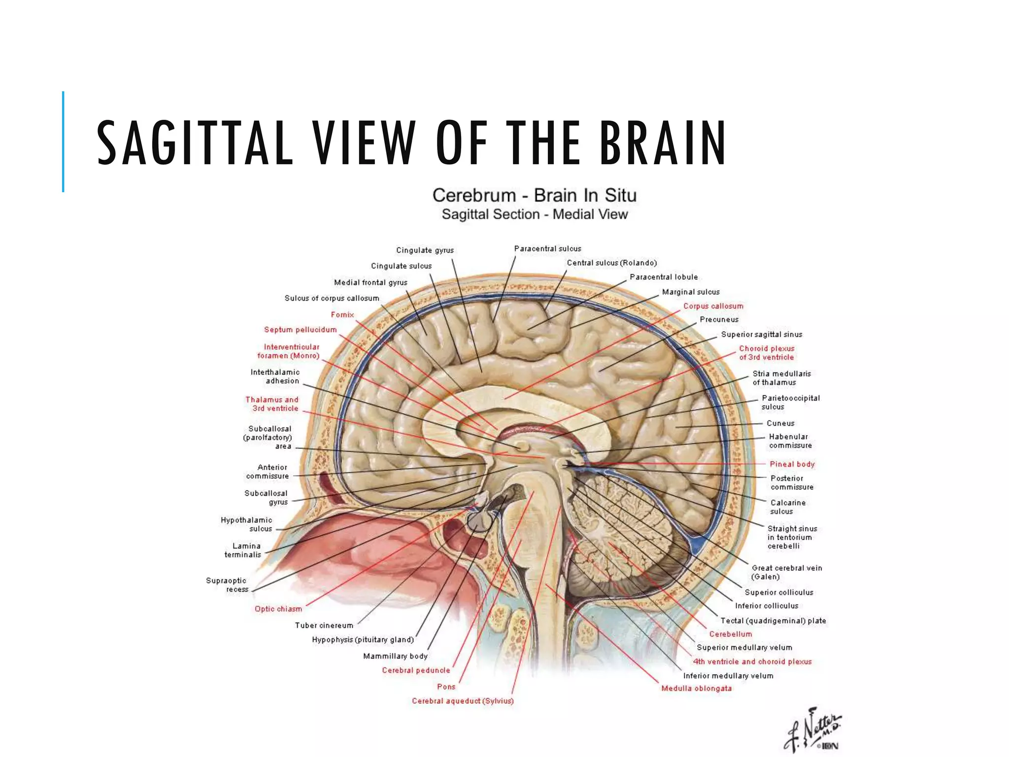 SAGITTAL VIEW OF THE BRAIN
 