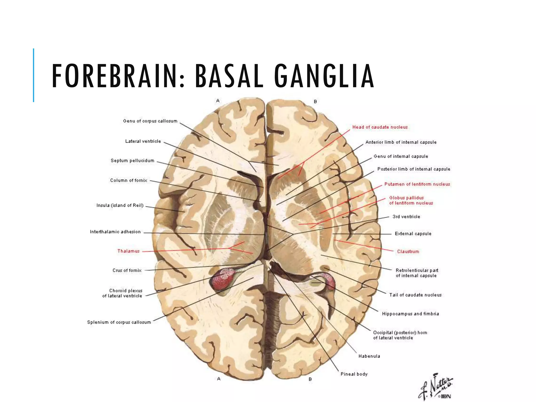 FOREBRAIN: BASAL GANGLIA
 