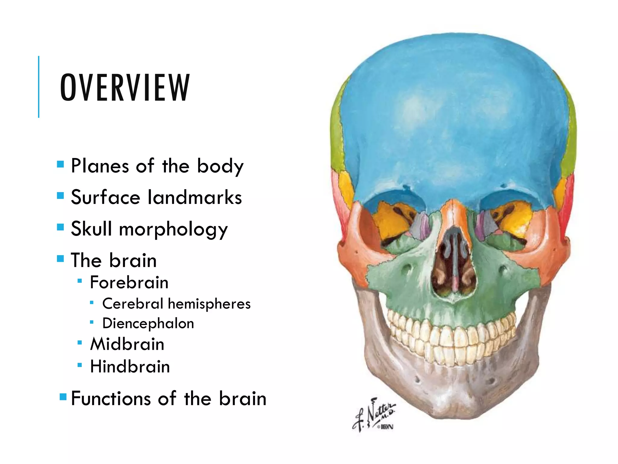 OVERVIEW
 Planes of the body
 Surface landmarks
 Skull morphology
 The brain
 Forebrain
 Cerebral hemispheres
 Diencephalon
 Midbrain
 Hindbrain
Functions of the brain
 