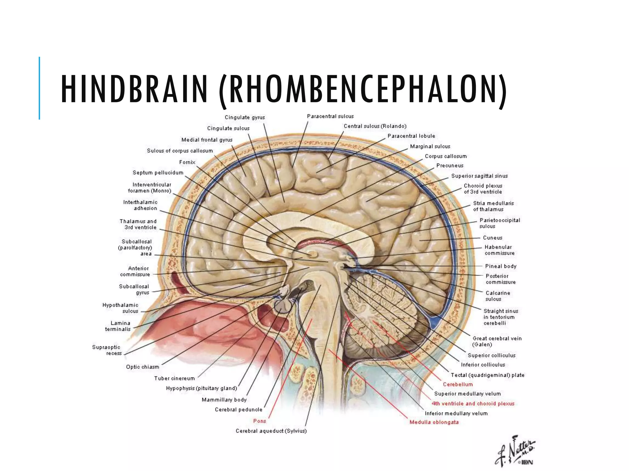 HINDBRAIN (RHOMBENCEPHALON)
 