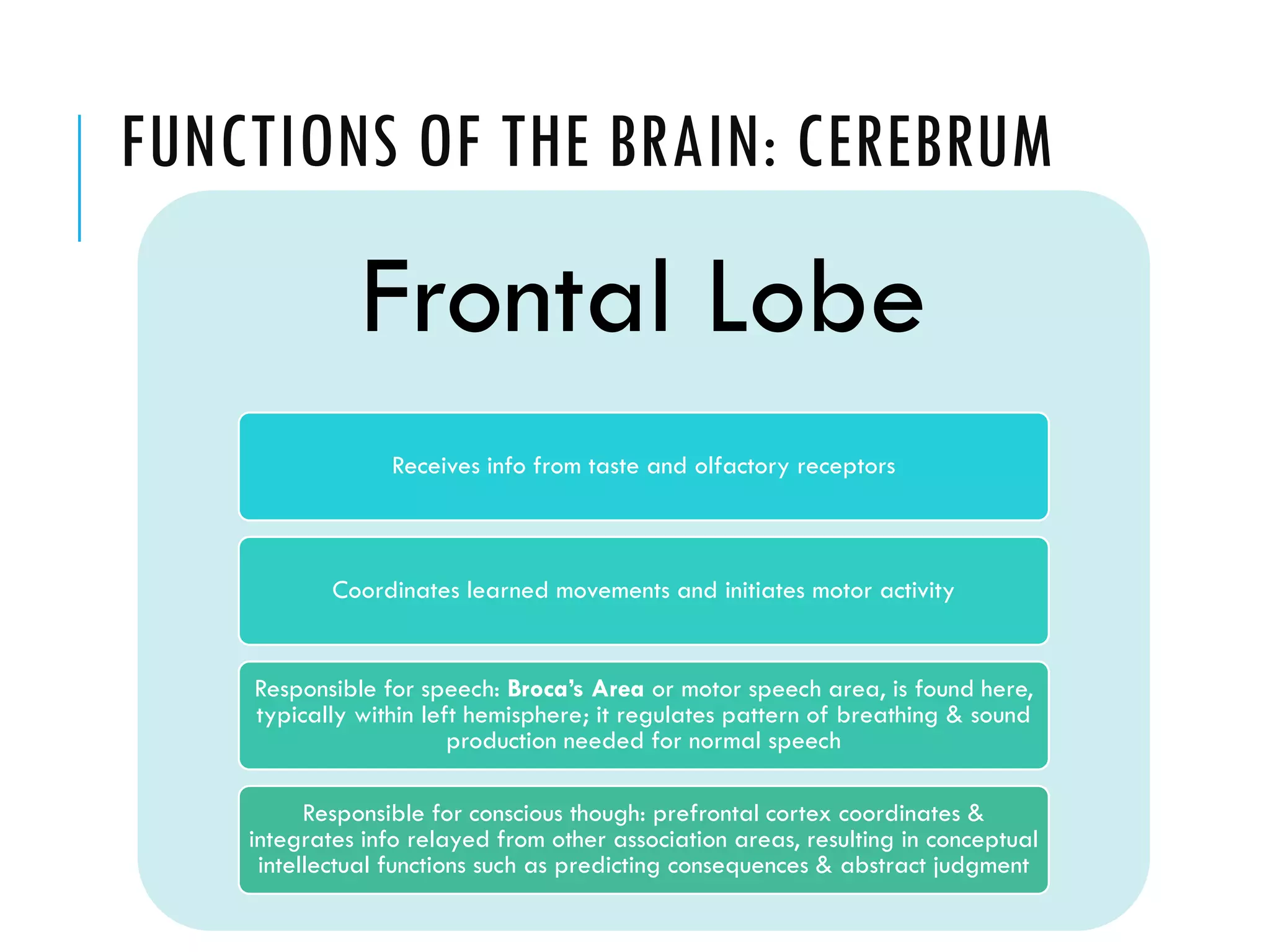 FUNCTIONS OF THE BRAIN: CEREBRUM
Frontal Lobe
Receives info from taste and olfactory receptors
Coordinates learned movements and initiates motor activity
Responsible for speech: Broca’s Area or motor speech area, is found here,
typically within left hemisphere; it regulates pattern of breathing & sound
production needed for normal speech
Responsible for conscious though: prefrontal cortex coordinates &
integrates info relayed from other association areas, resulting in conceptual
intellectual functions such as predicting consequences & abstract judgment
 