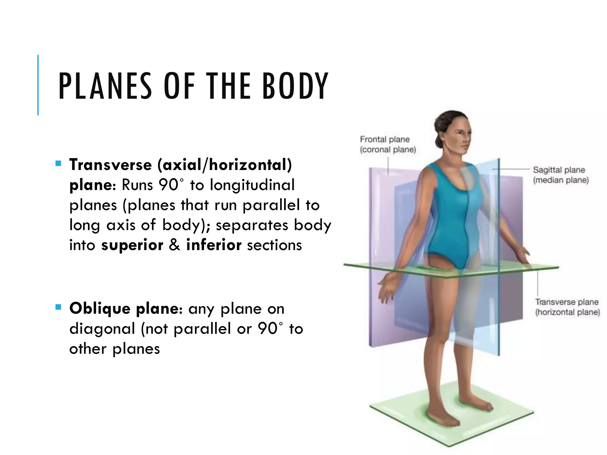 PLANES OF THE BODY
 Transverse (axial/horizontal)
plane: Runs 90˚ to longitudinal
planes (planes that run parallel to
long axis of body); separates body
into superior & inferior sections
 Oblique plane: any plane on
diagonal (not parallel or 90˚ to
other planes
 