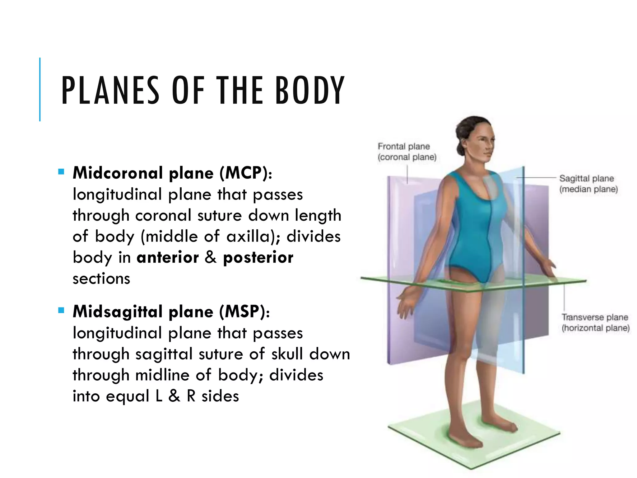 PLANES OF THE BODY
 Midcoronal plane (MCP):
longitudinal plane that passes
through coronal suture down length
of body (middle of axilla); divides
body in anterior & posterior
sections
 Midsagittal plane (MSP):
longitudinal plane that passes
through sagittal suture of skull down
through midline of body; divides
into equal L & R sides
 
