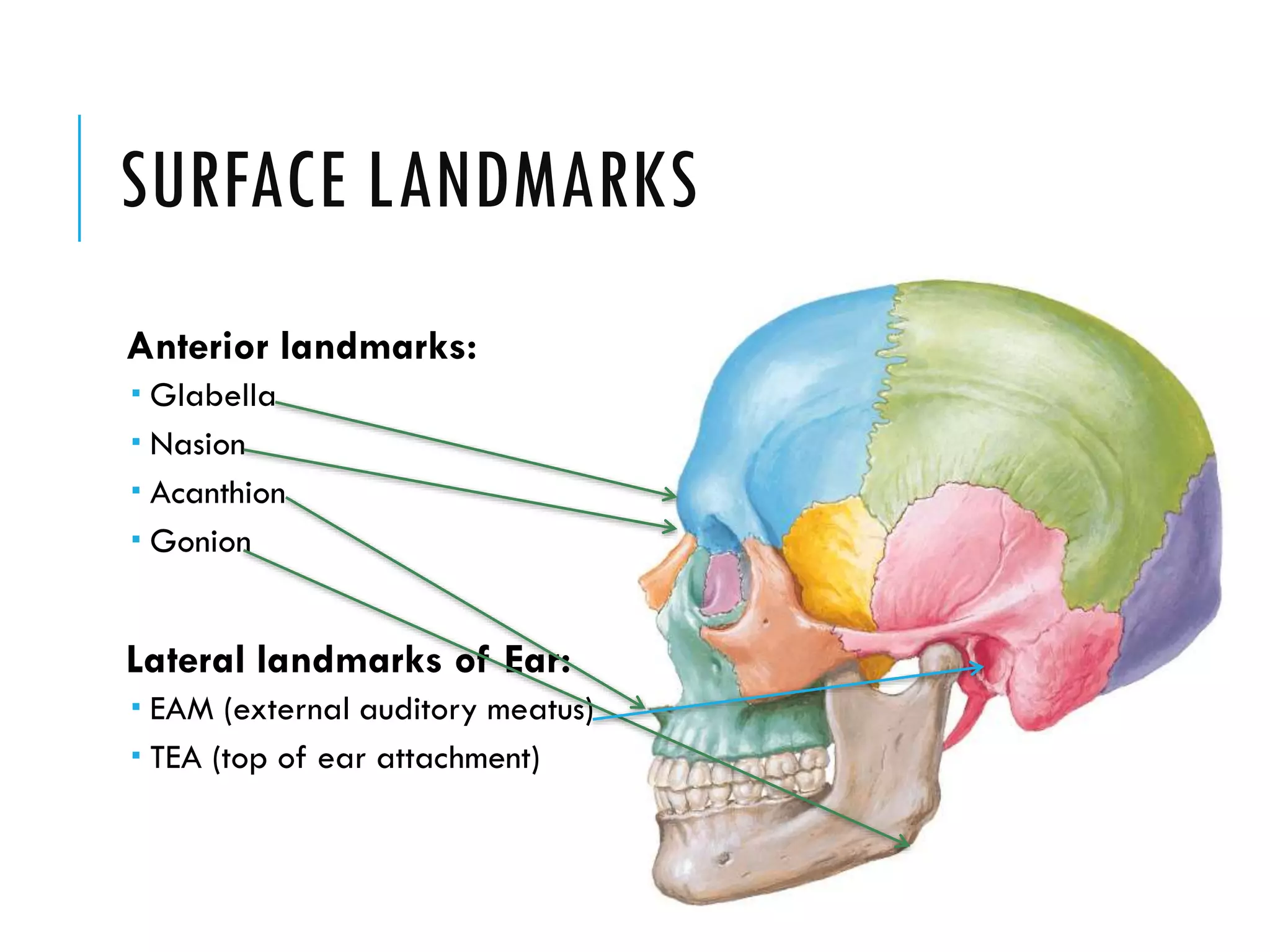 Anatomy Of The Brain PPTX Anatomy Of The Brain PPTX