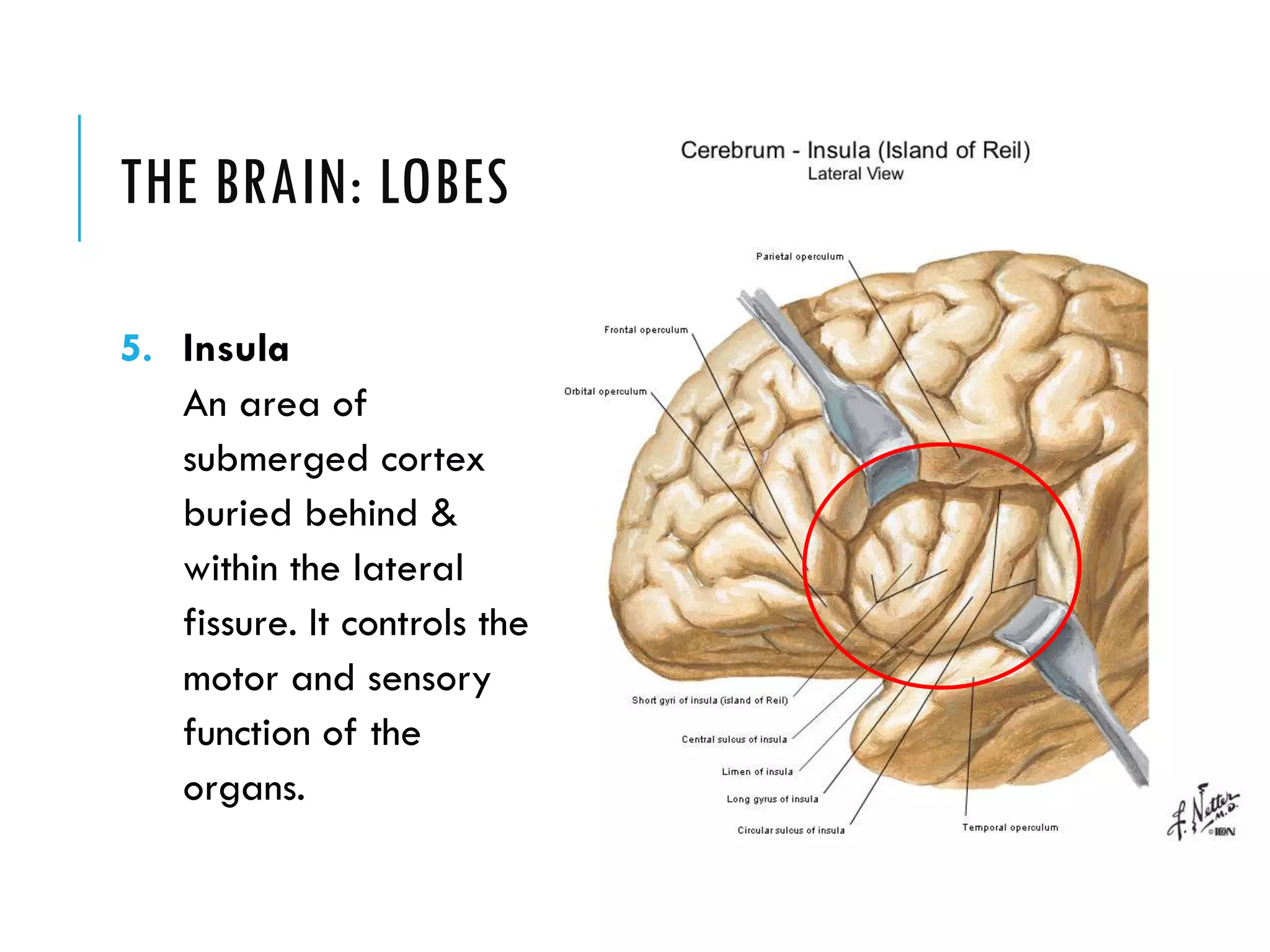THE BRAIN: LOBES
5. Insula
An area of
submerged cortex
buried behind &
within the lateral
fissure. It controls the
motor and sensory
function of the
organs.
 