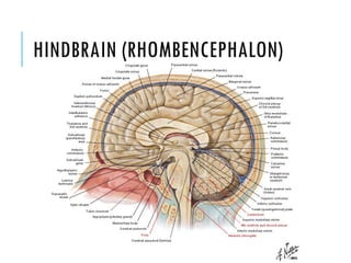 Anatomy Of The Brain PPTX Anatomy Of The Brain PPTX
