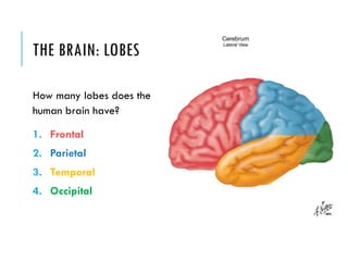 Anatomy of the Brain | PPTX