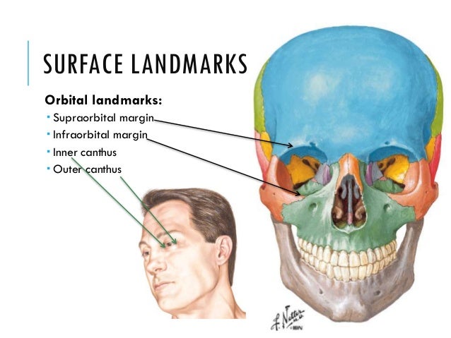 Anatomy of the Brain