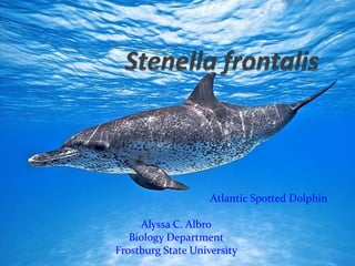 Atlantic Spotted Dolphin
Alyssa C. Albro
Biology Department
Frostburg State University
 