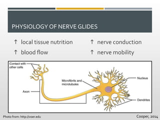 PHYSIOLOGY OF NERVE GLIDES
h local tissue nutrition
h blood flow
h nerve conduction
h nerve mobility
Photo from: http://voer.edu Cooper, 2014
 