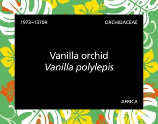 1973–13709 ORCHIDACEAE
AFRICA
Vanilla orchid
Vanilla polylepis
 