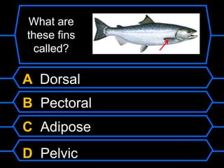 What are
these fins
called?
A Dorsal
B Pectoral
C Adipose
D Pelvic
 