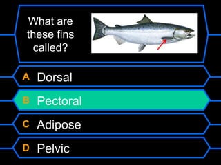 A Dorsal
B Pectoral
C Adipose
D Pelvic
What are
these fins
called?
 