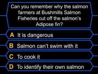 Can you remember why the salmon
farmers at Bushmills Salmon
Fisheries cut off the salmon’s
Adipose fin?
A It is dangerous
B Salmon can’t swim with it
C To cook it
D To identify their own salmon
 