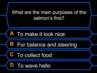 What are the main purposes of the
salmon’s fins?
A To make it look nice
B For balance and steering
C To collect food
D To wave hello
 