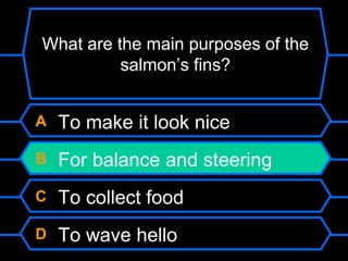 A To make it look nice
B For balance and steering
C To collect food
D To wave hello
What are the main purposes of the
salmon’s fins?
 