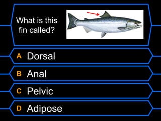 A Dorsal
B Anal
C Pelvic
D Adipose
What is this
fin called?
 