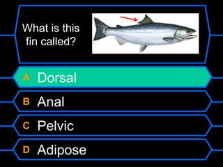 A Dorsal
B Anal
C Pelvic
D Adipose
What is this
fin called?
 